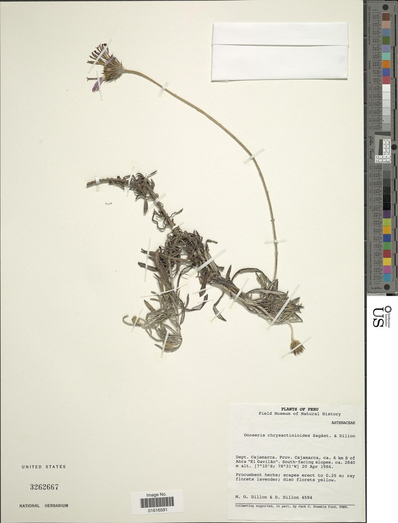 Onoseris chrysactinoides photo 3