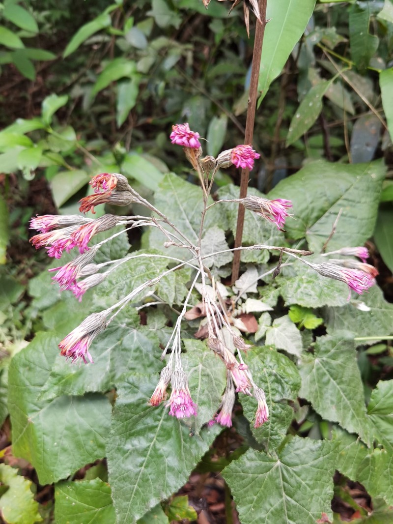 Onoseris costaricensis photo 2