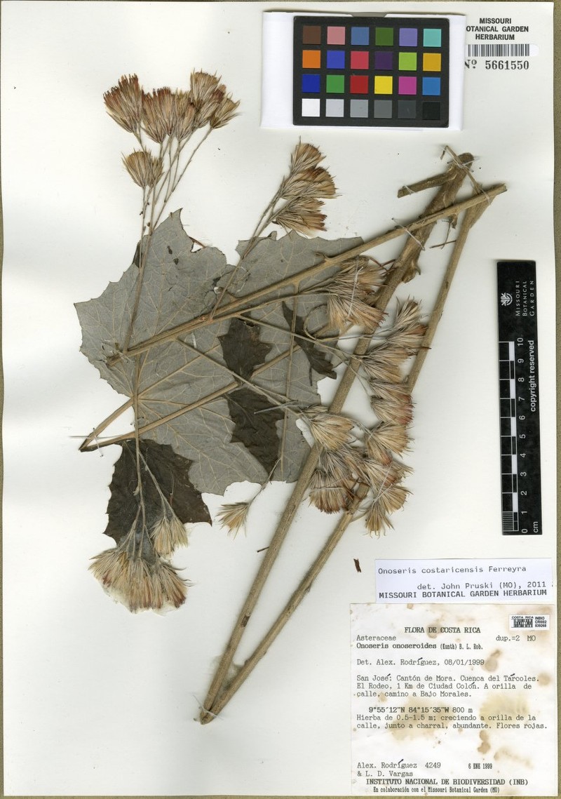 Onoseris costaricensis photo 3