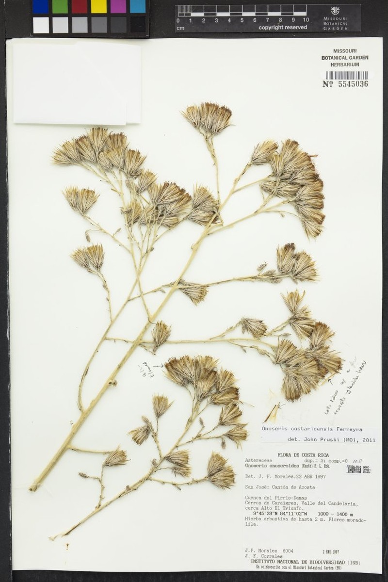 Onoseris costaricensis photo 4