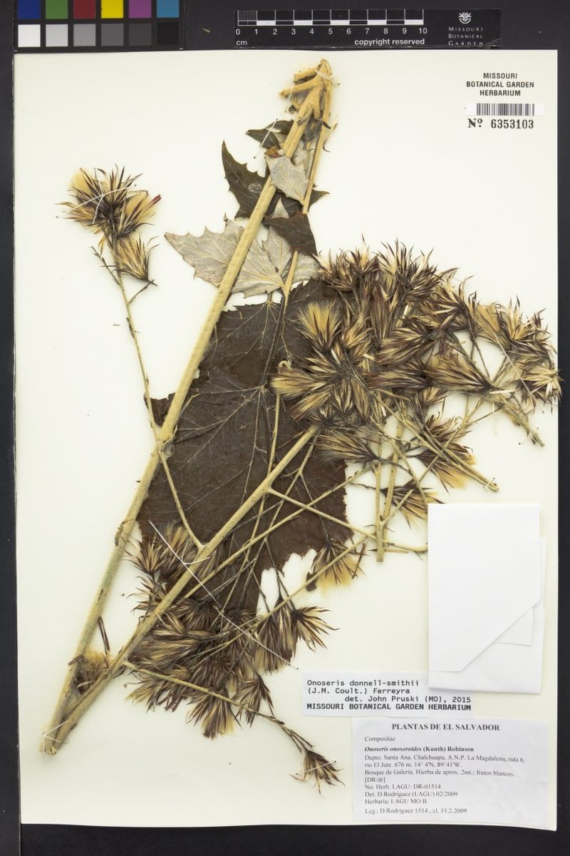 Onoseris donnell-smithii photo 2