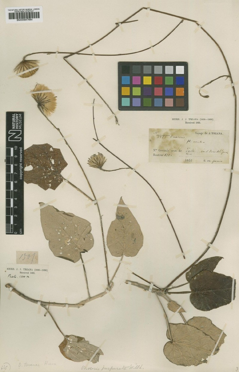 Onoseris drakeana