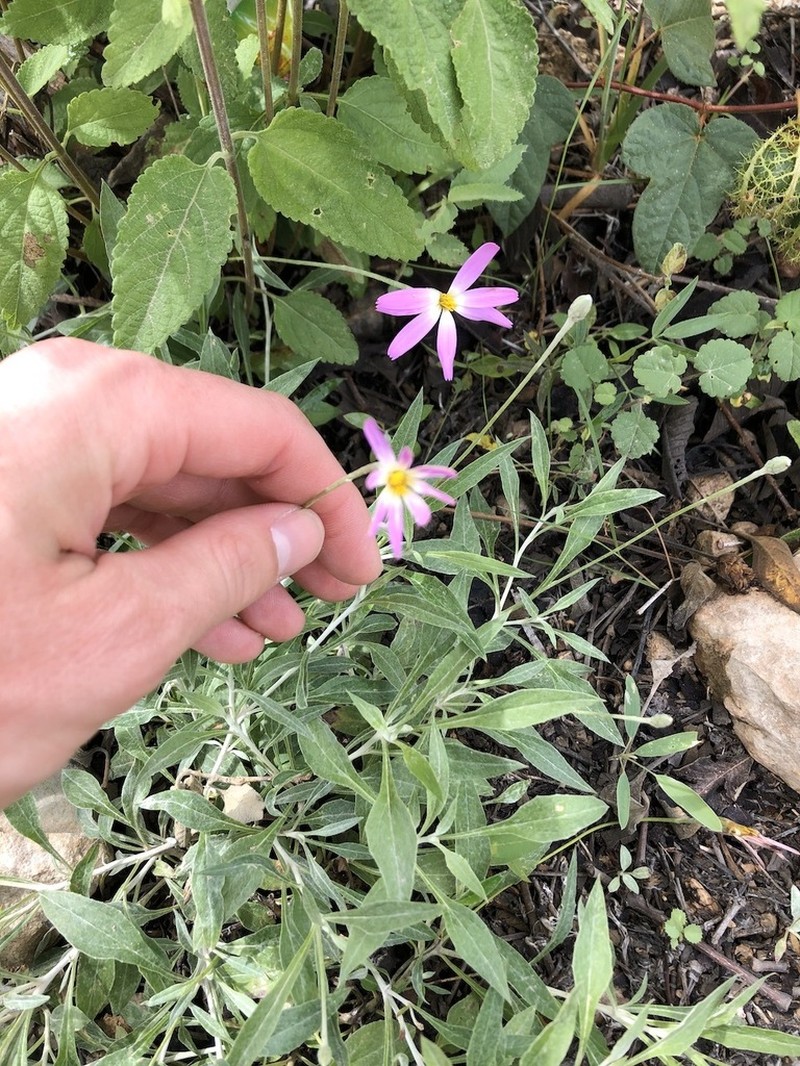 Onoseris gnaphalioides