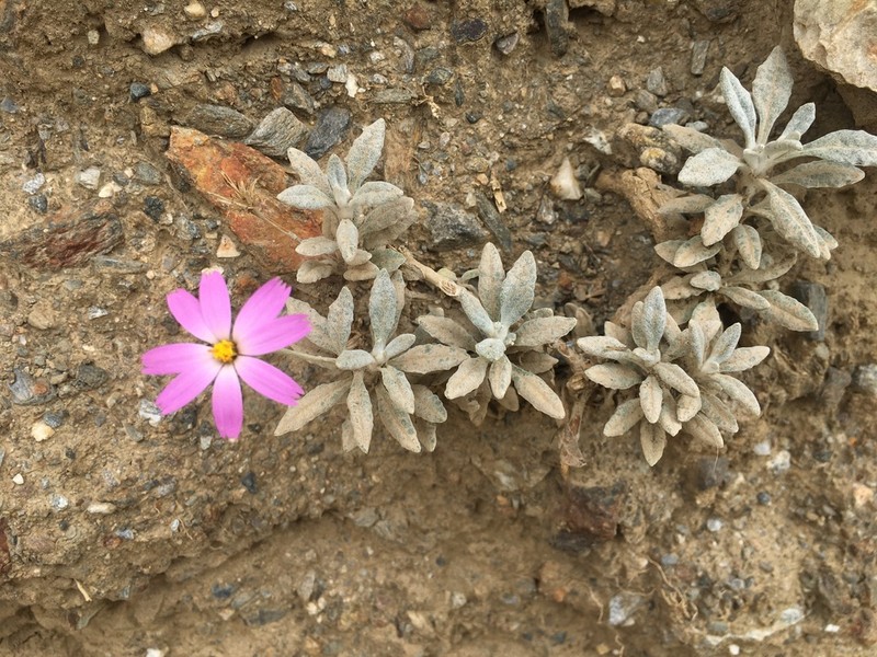 Onoseris gnaphalioides photo 2