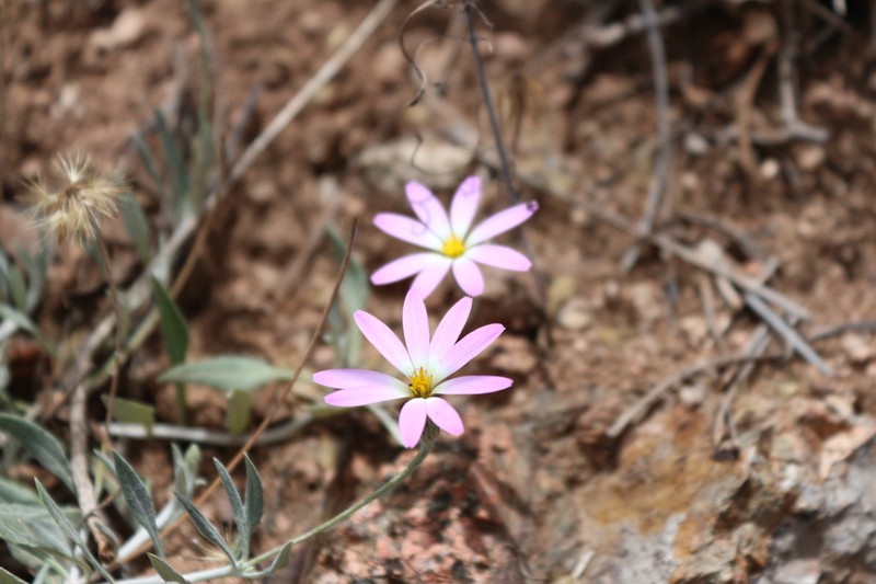 Onoseris gnaphalioides photo 3