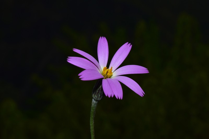 Onoseris gnaphalioides photo 5