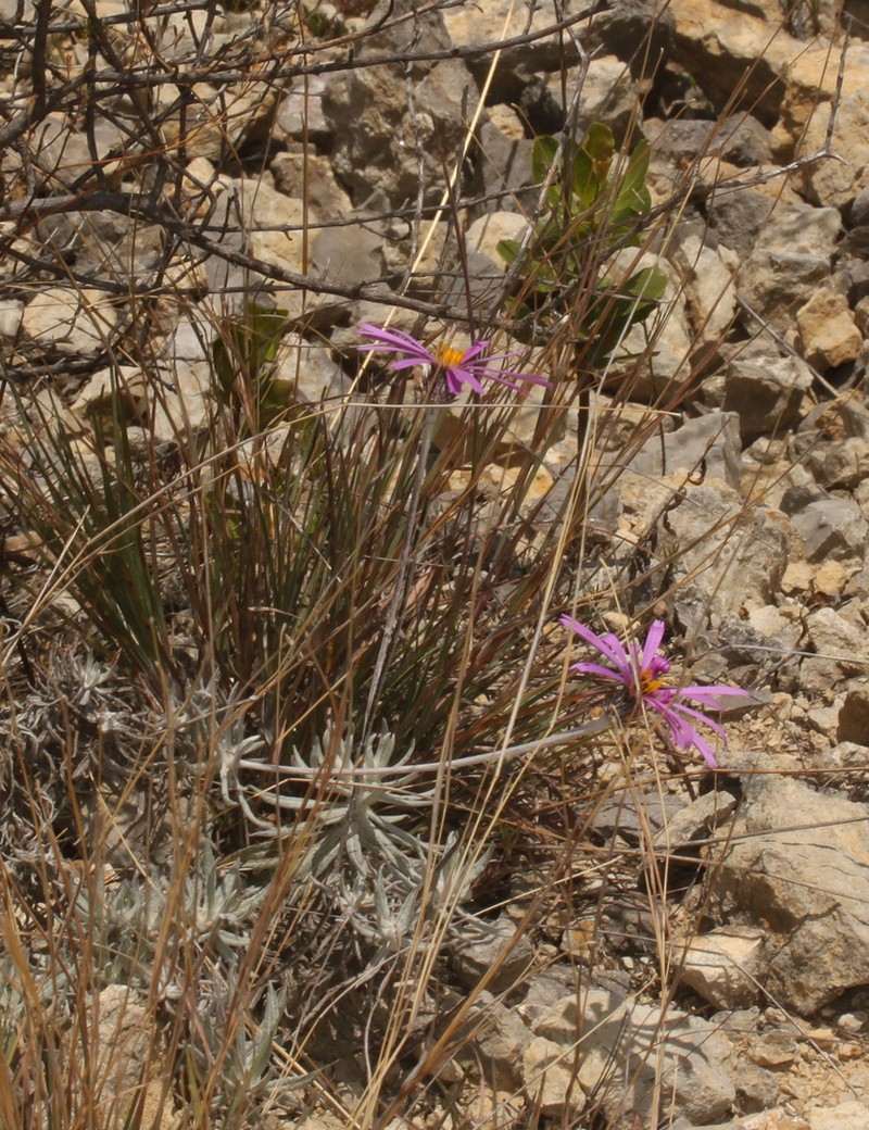 Onoseris gnaphalioides photo 6