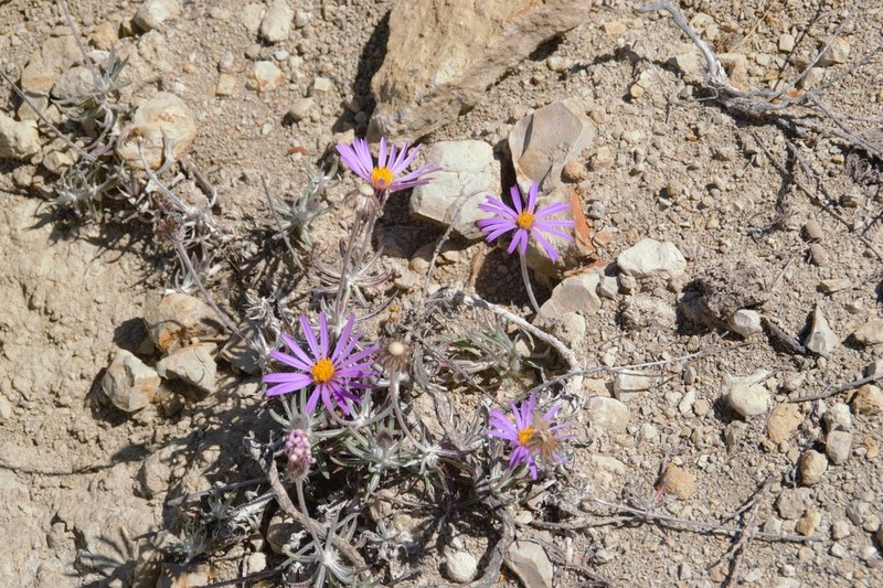 Onoseris gnaphalioides photo 7