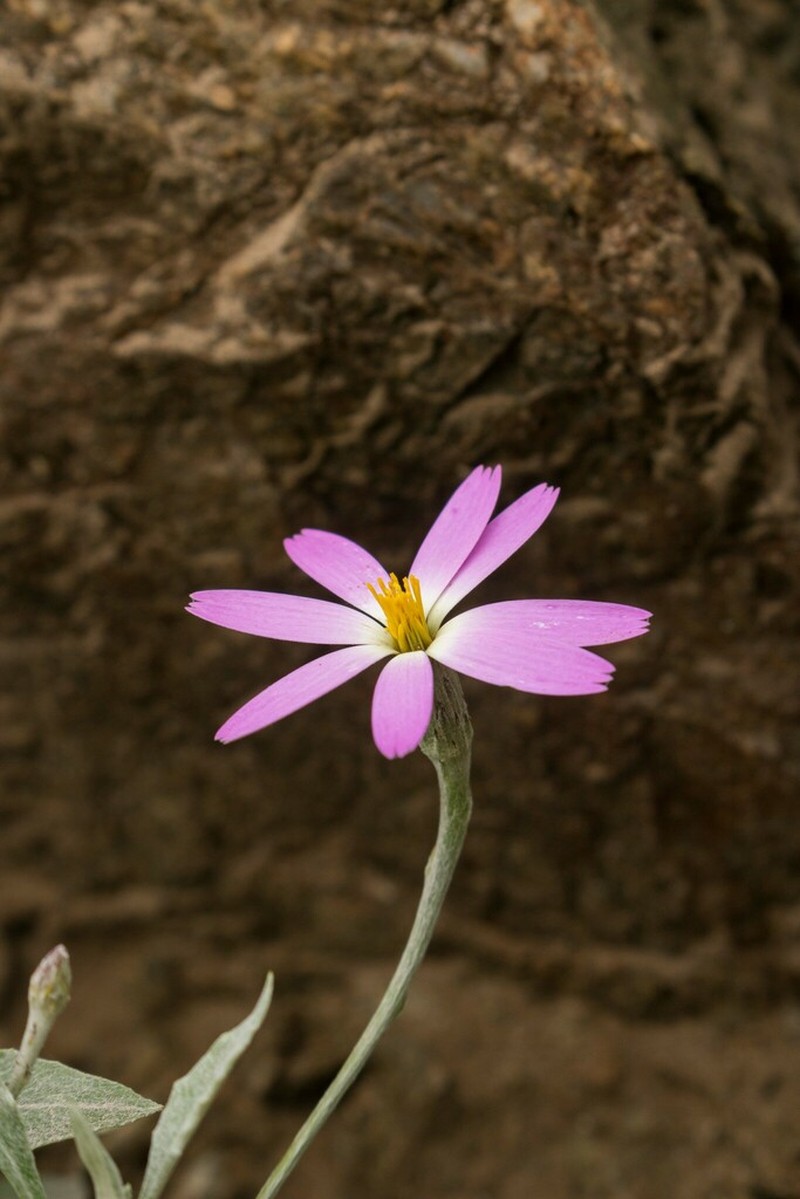 Onoseris gnaphalioides photo 8