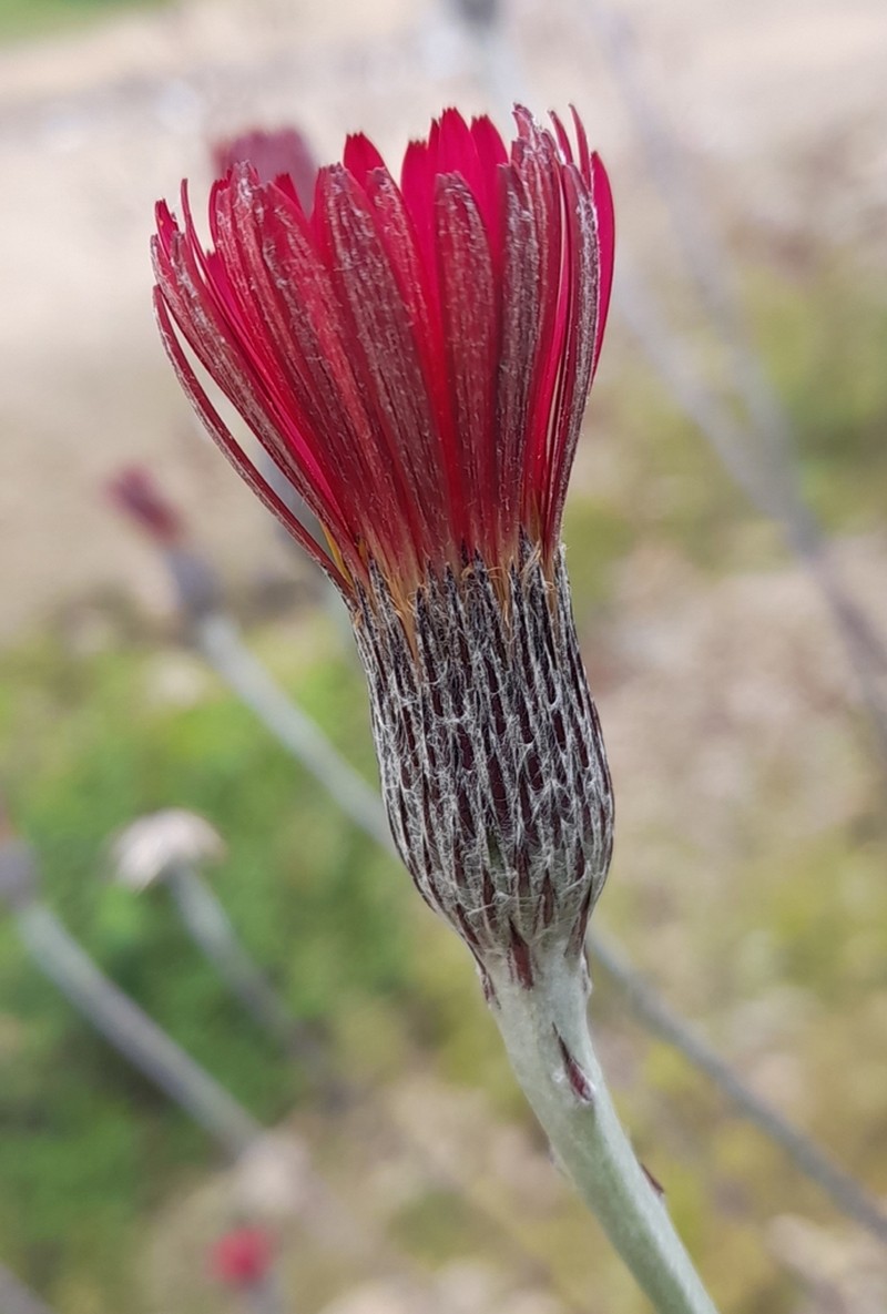 Onoseris hastata