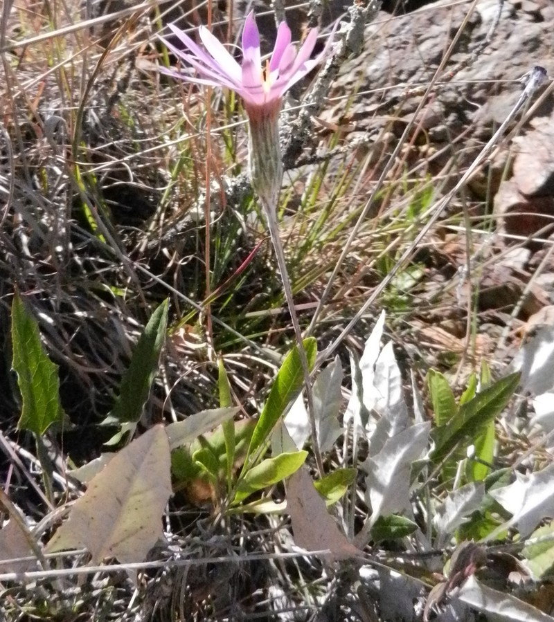 Onoseris hastata photo 2