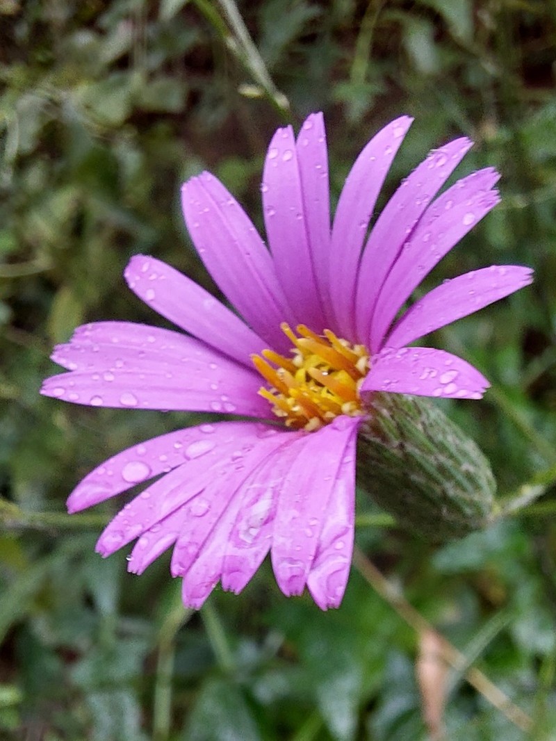 Onoseris hastata photo 4