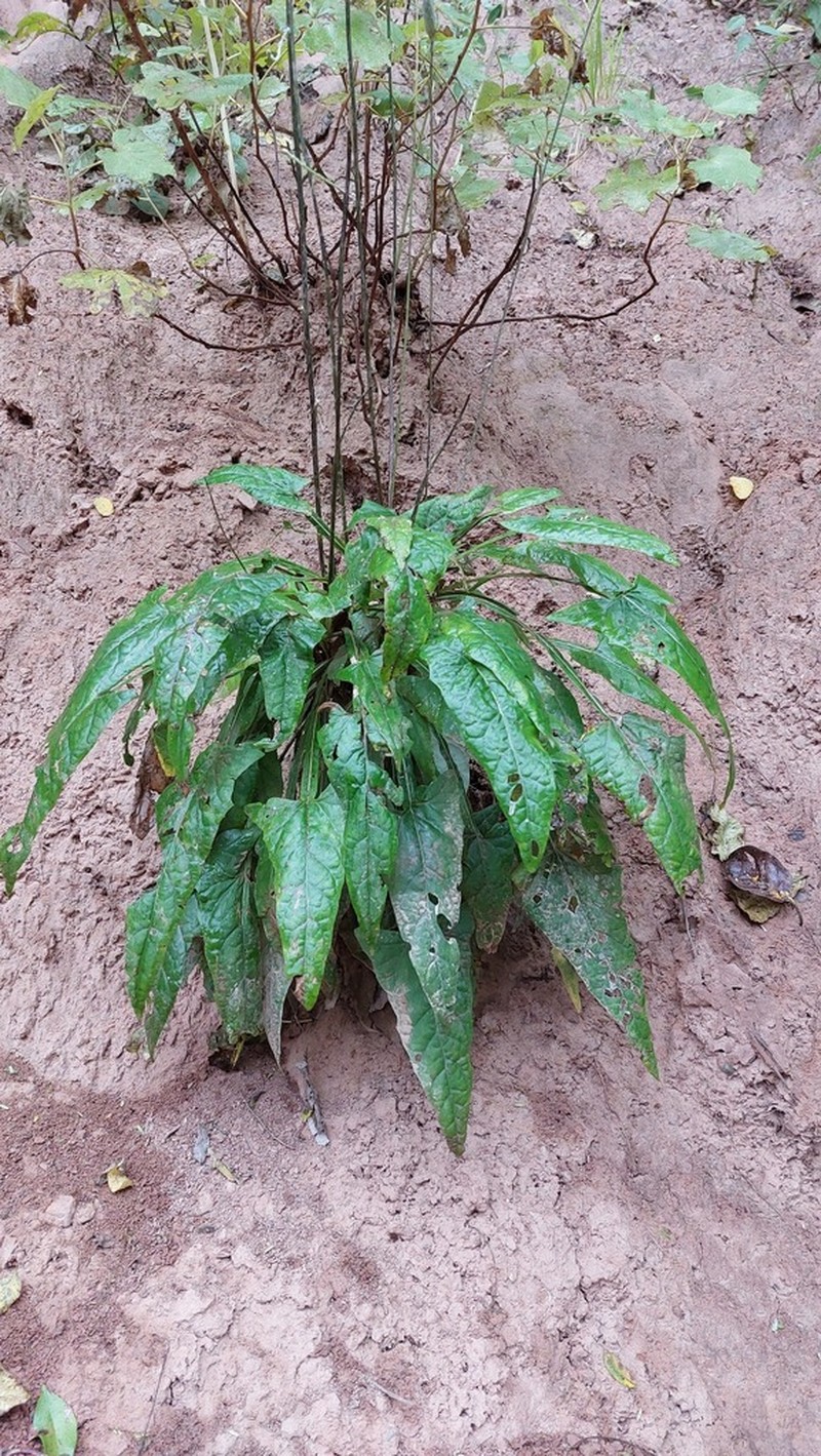 Onoseris hastata photo 5