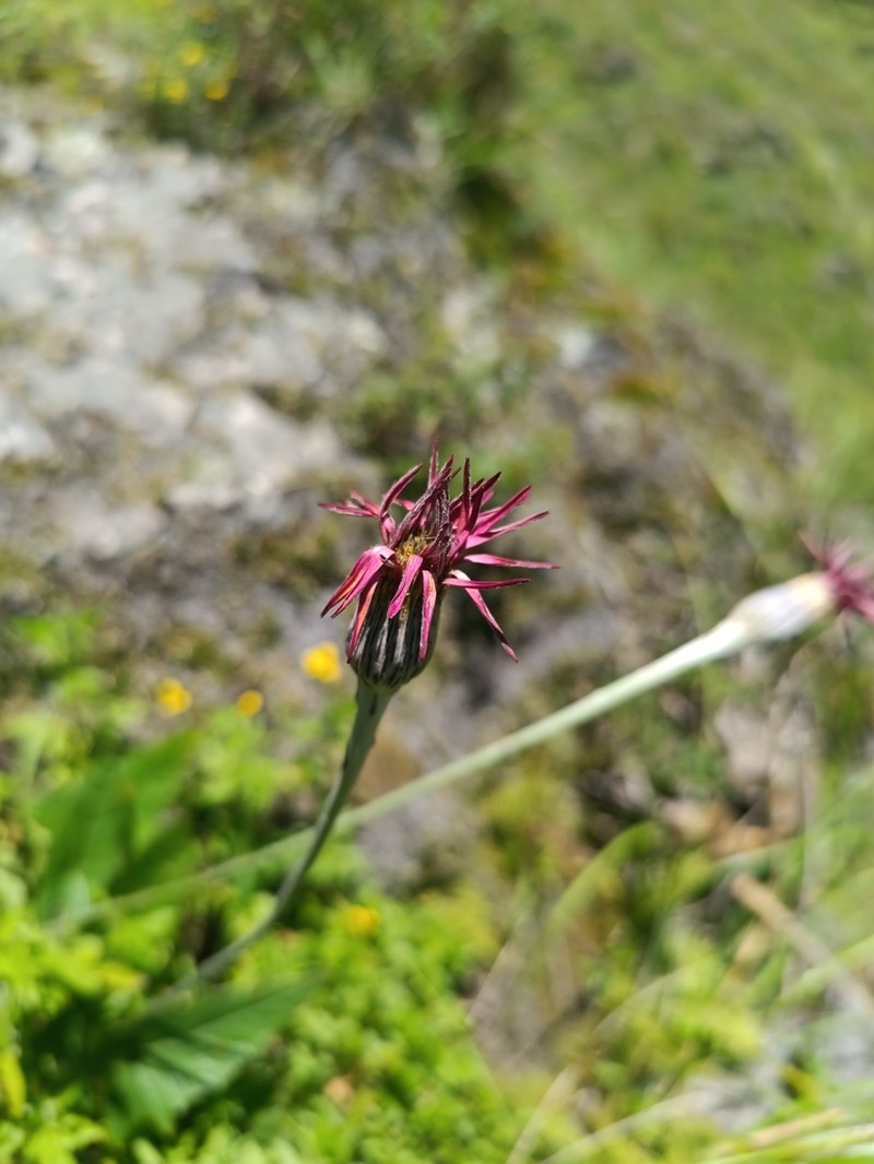 Onoseris hastata photo 6