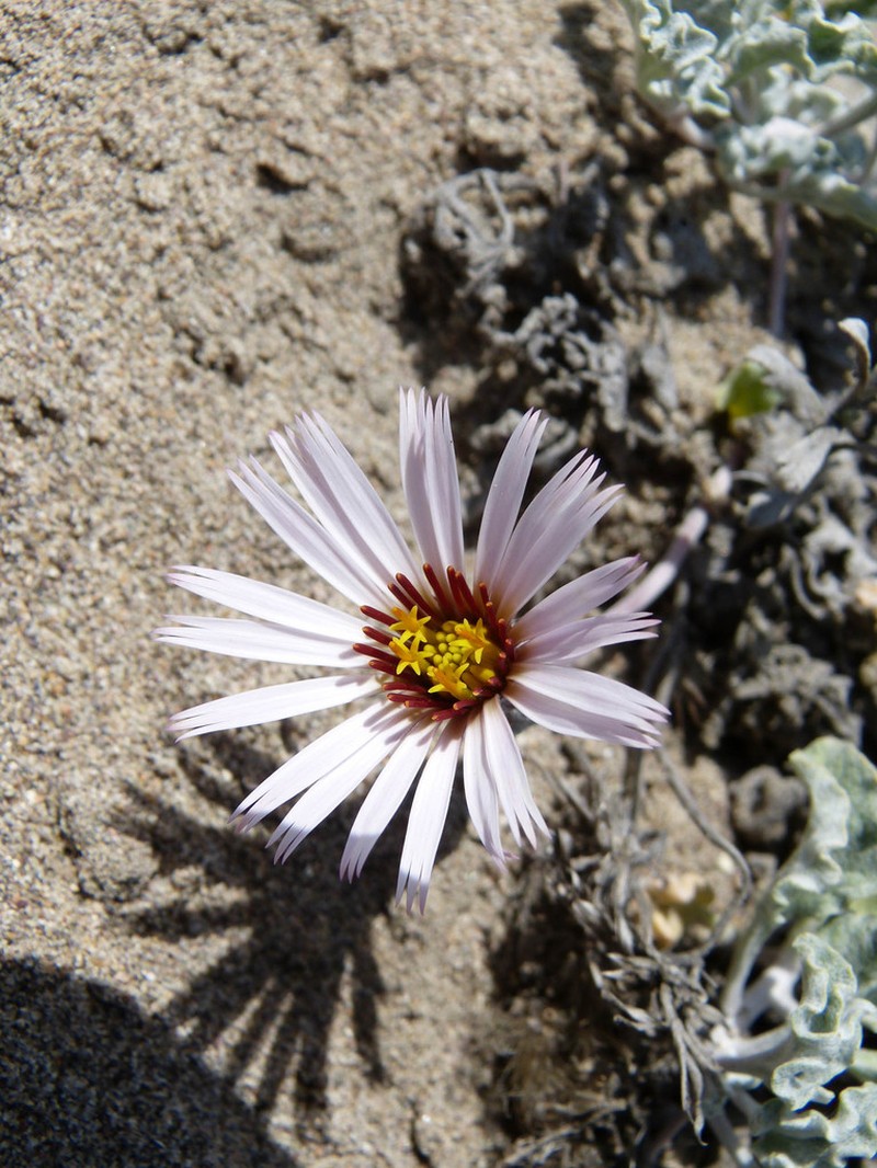 Onoseris humboldtiana