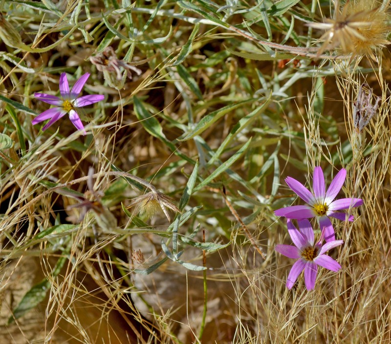 Onoseris hyssopifolia