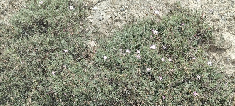 Onoseris hyssopifolia photo 2