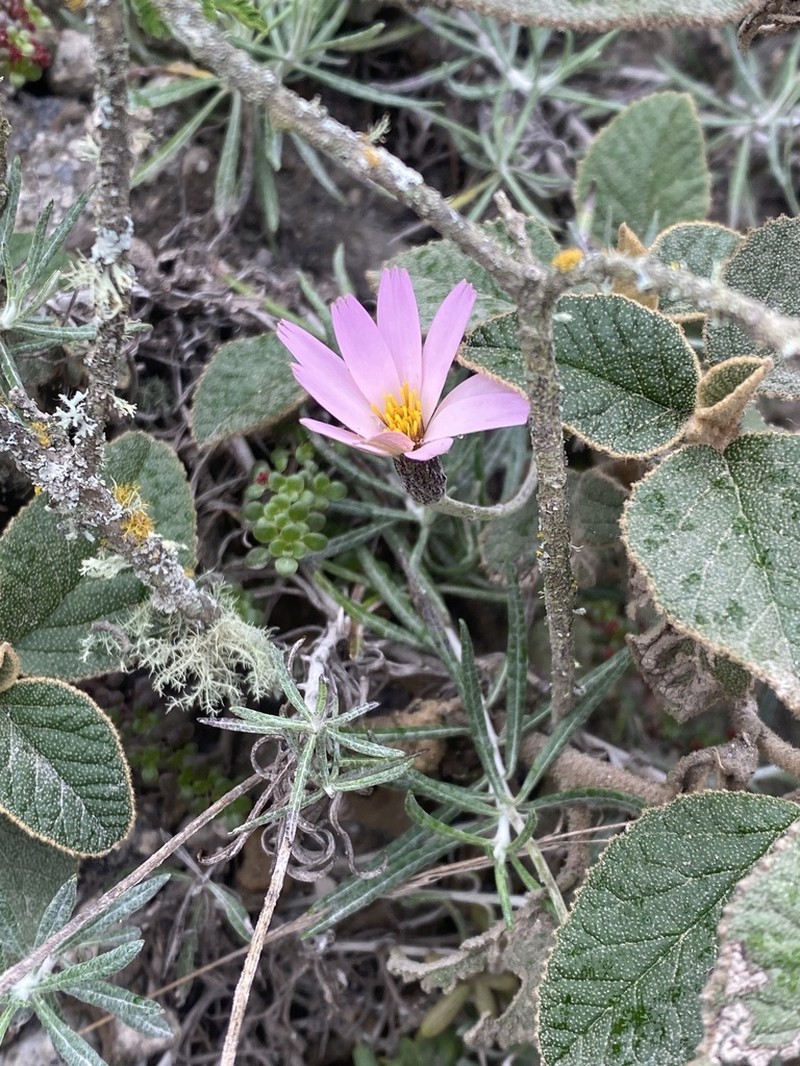 Onoseris hyssopifolia photo 3