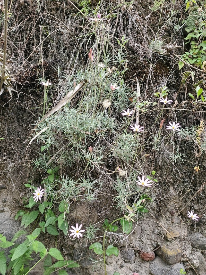 Onoseris hyssopifolia photo 4