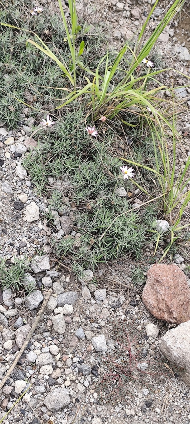 Onoseris hyssopifolia photo 5