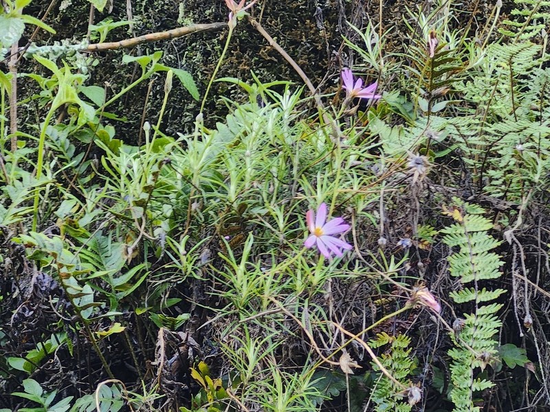 Onoseris hyssopifolia photo 6