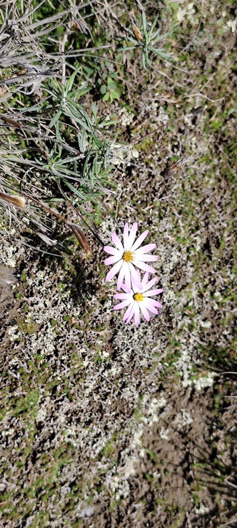 Onoseris hyssopifolia photo 7