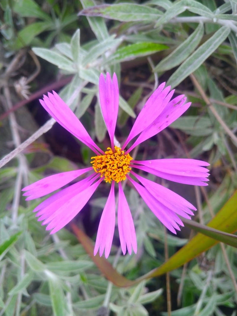 Onoseris hyssopifolia photo 8