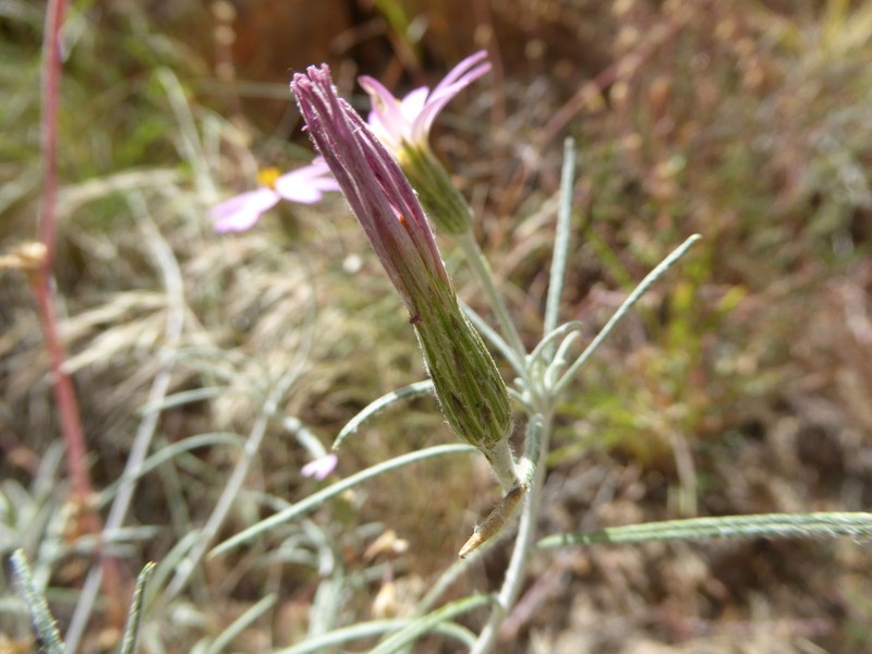Onoseris linearifolia photo 2