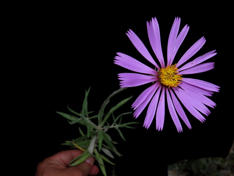 Onoseris linearifolia photo 3