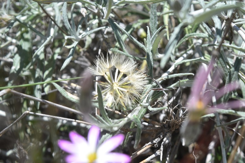 Onoseris lopezii