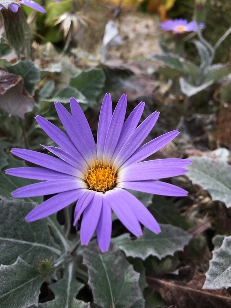 Onoseris macbridei