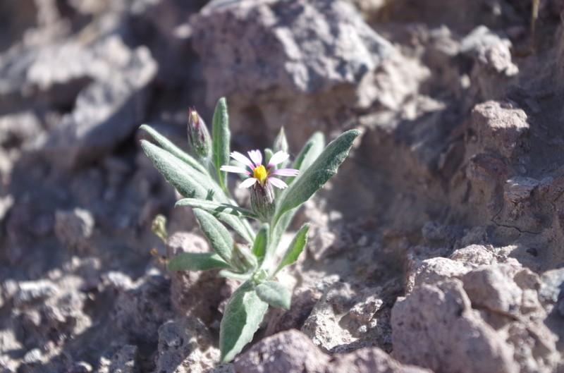 Onoseris minima