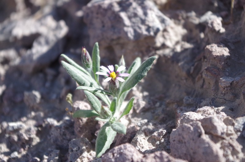 Onoseris minima photo 2