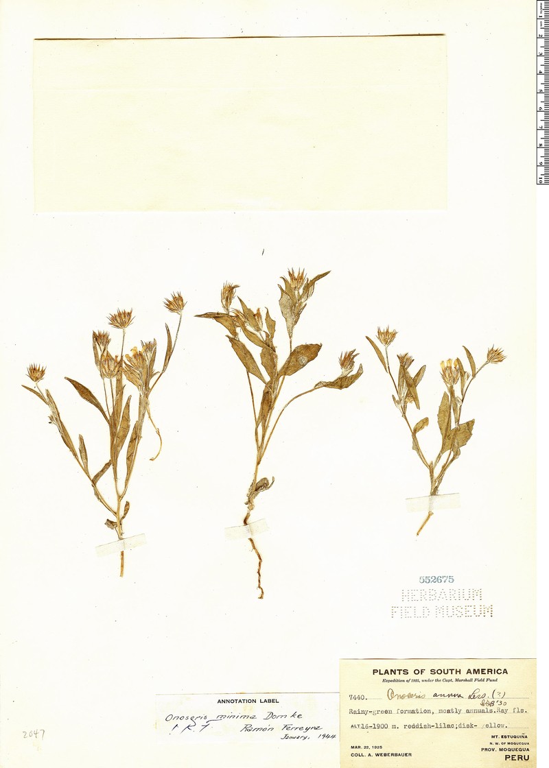 Onoseris minima photo 3