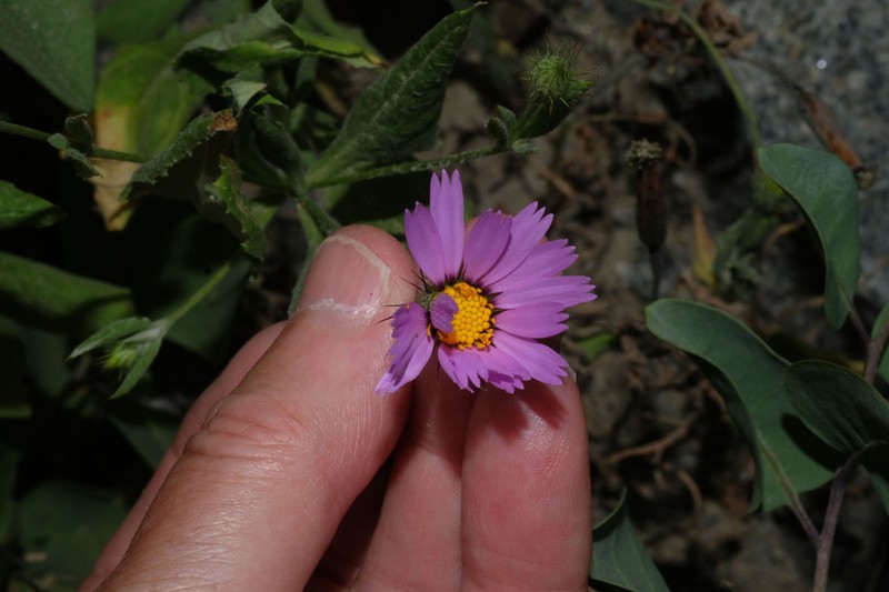 Onoseris odorata