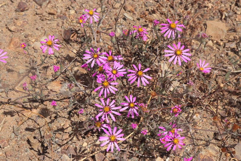 Onoseris odorata photo 2