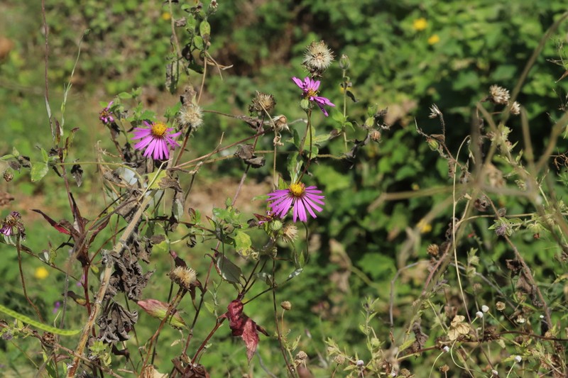 Onoseris odorata photo 6