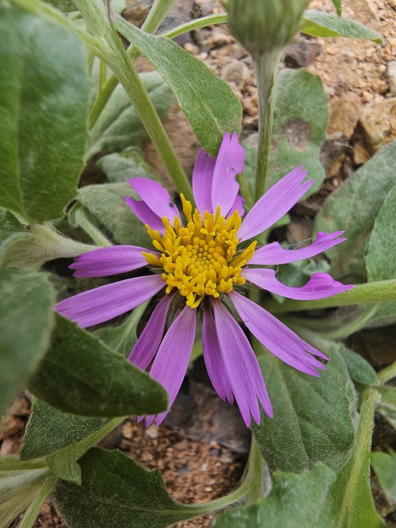 Onoseris odorata photo 8