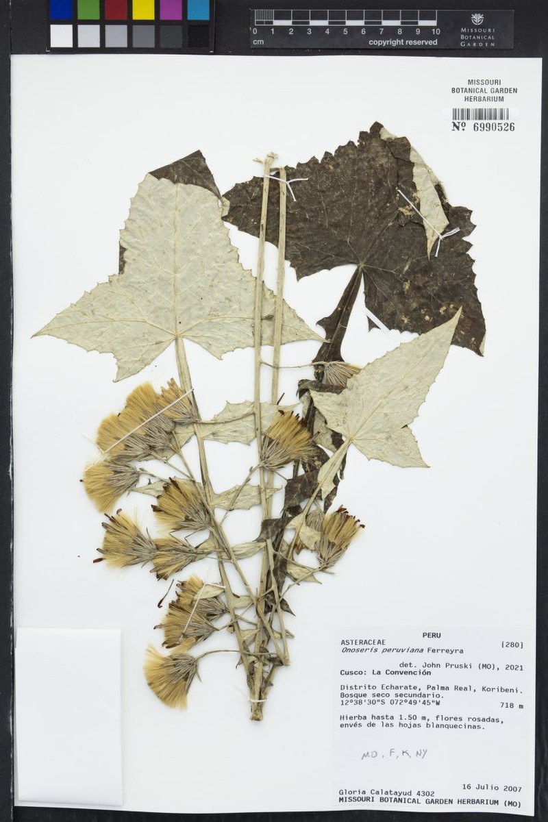 Onoseris peruviana