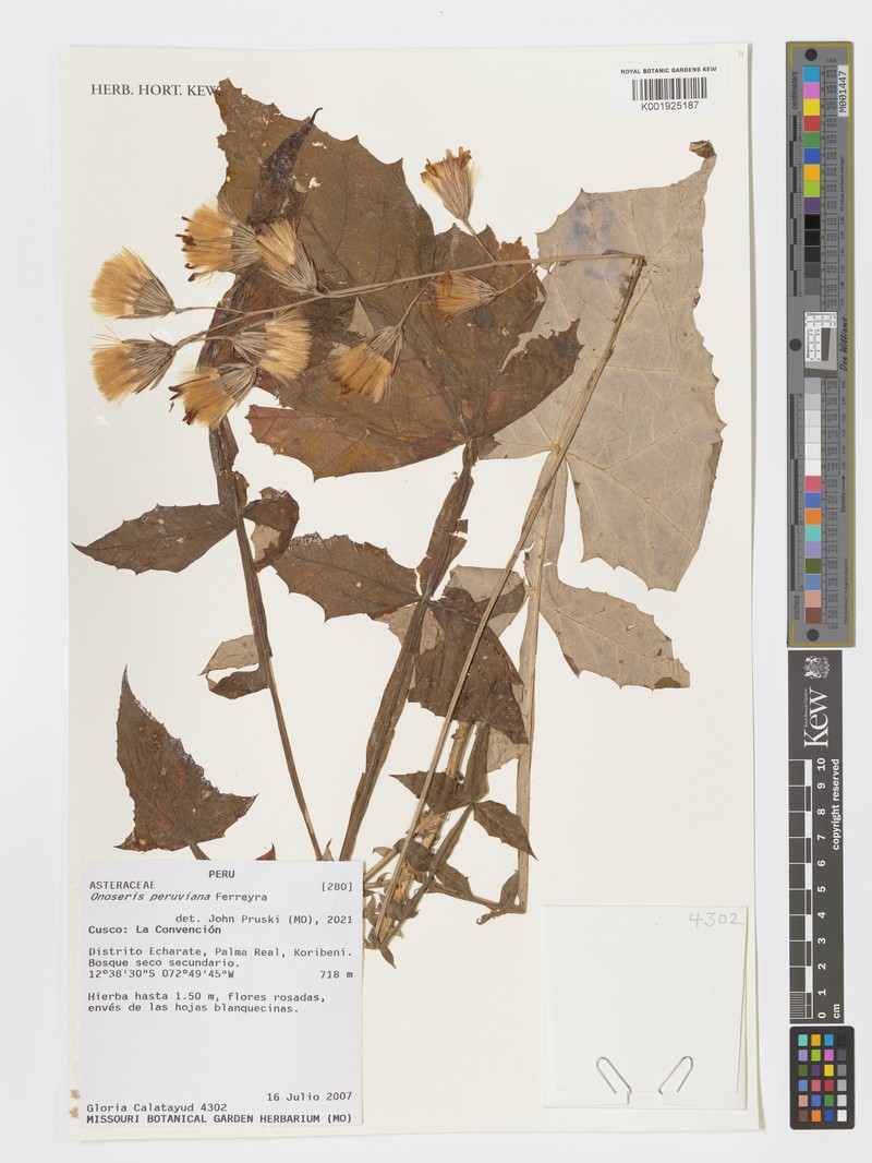 Onoseris peruviana photo 2