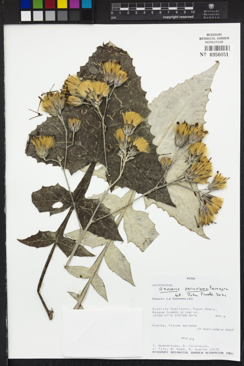 Onoseris peruviana photo 3