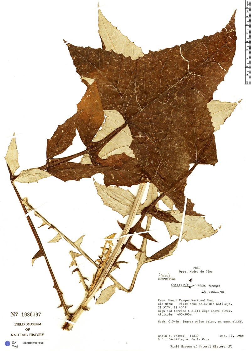 Onoseris peruviana photo 4