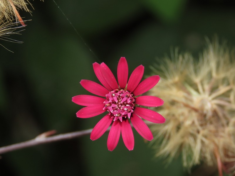 Onoseris purpurea