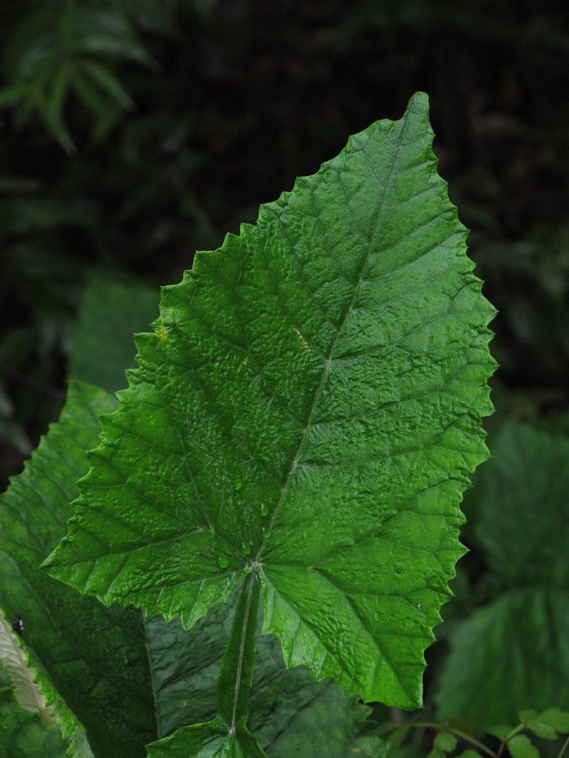 Onoseris purpurea photo 2