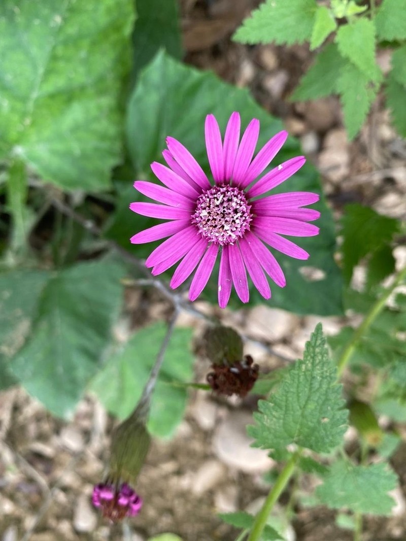 Onoseris purpurea photo 3