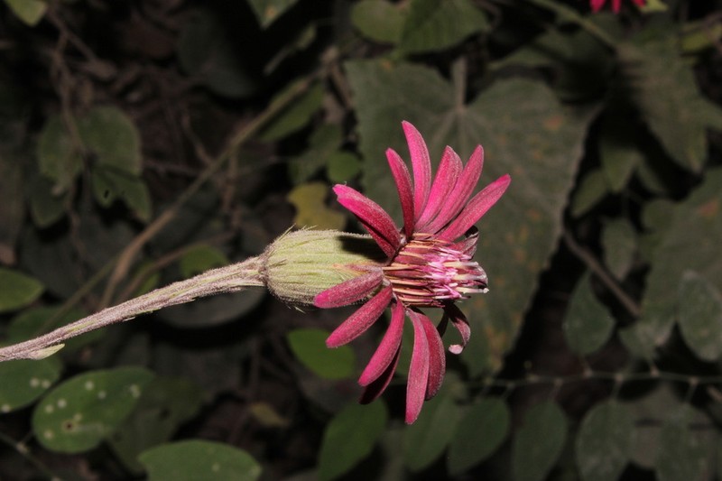 Onoseris purpurea photo 4