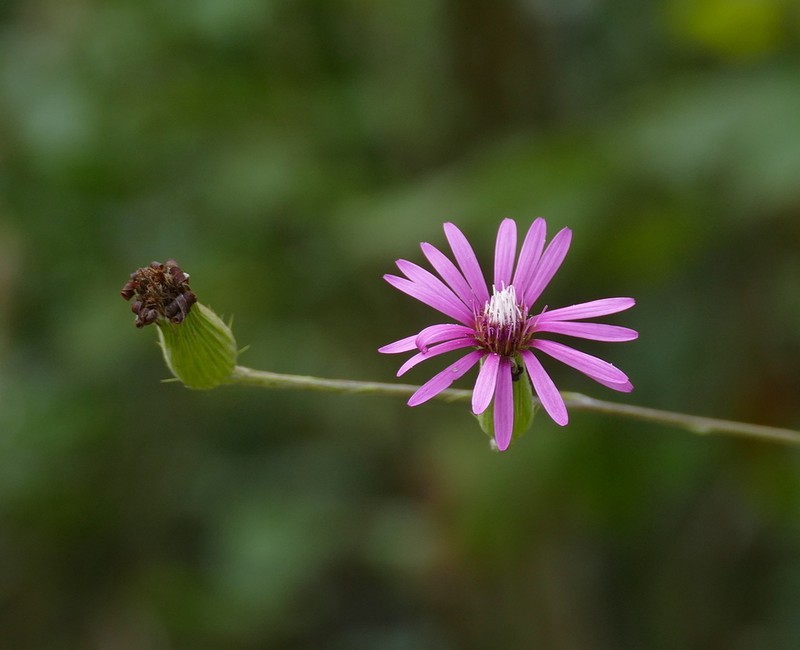 Onoseris purpurea photo 5