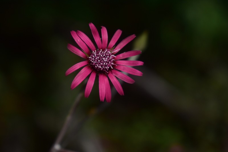 Onoseris purpurea photo 6