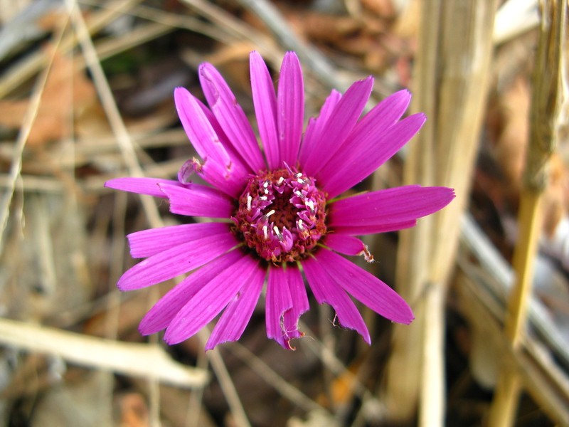 Onoseris purpurea photo 7