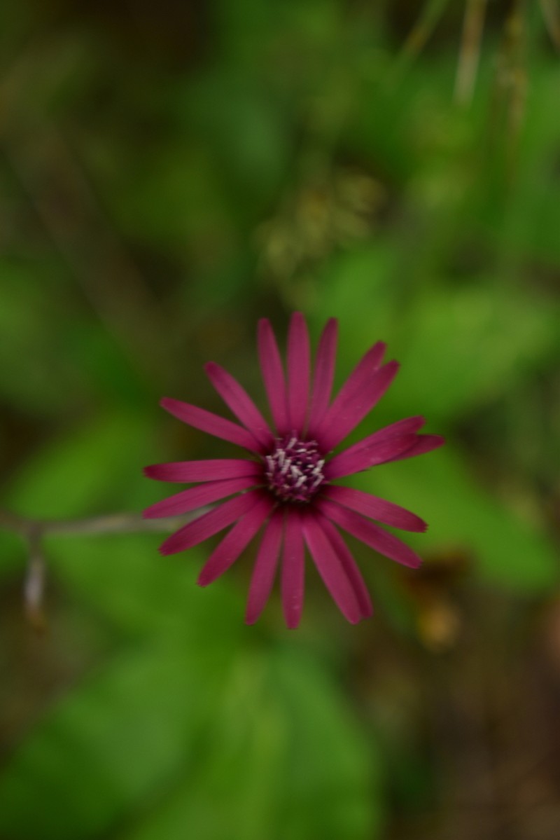 Onoseris purpurea photo 8
